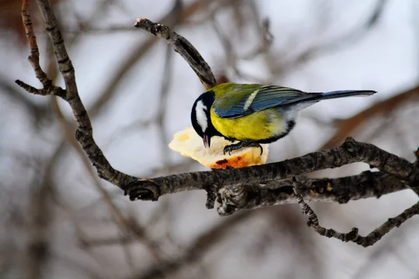 Steppenvögel — Stockfoto