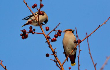  bozkırlarında kuşların