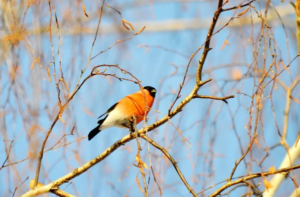 草原の鳥 — ストック写真