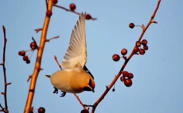 Aves das estepes — Fotografia de Stock