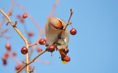  bozkırlarında kuşların