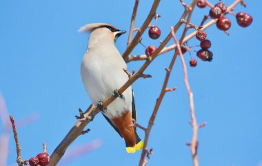  bozkırlarında kuşların
