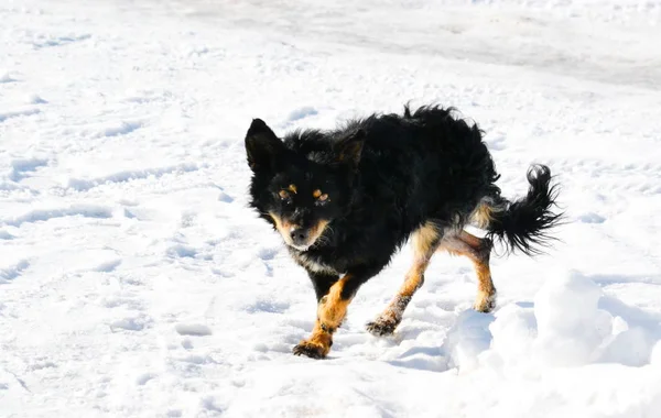 Home animals play — Stock Photo, Image