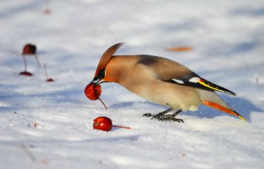  bozkırlarında kuşların