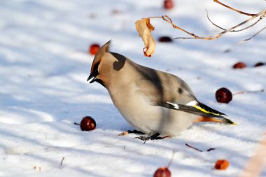  bozkırlarında kuşların
