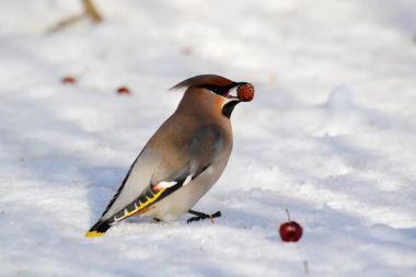  bozkırlarında kuşların