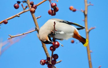  bozkırlarında kuşların