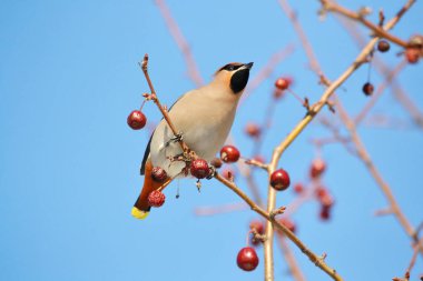  bozkırlarında kuşların