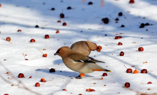 Vogels van de steppes — Stockfoto