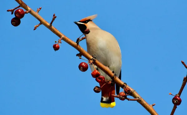 Aves das estepes — Fotografia de Stock