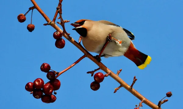 Aves das estepes — Fotografia de Stock