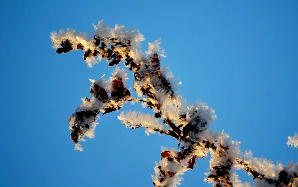 Natura Altaya piace a occhio — Foto Stock