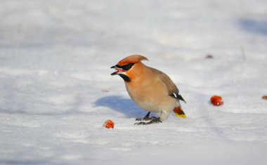  bozkırlarında kuşların