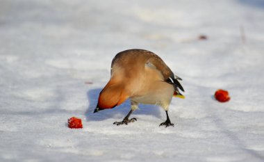  bozkırlarında kuşların