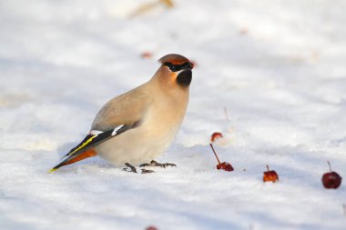  bozkırlarında kuşların