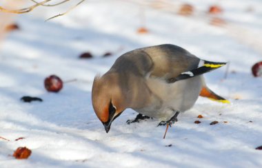  bozkırlarında kuşların