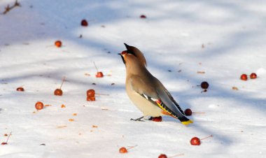  bozkırlarında kuşların