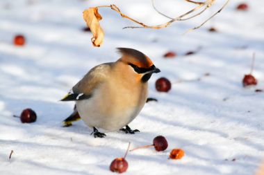  bozkırlarında kuşların