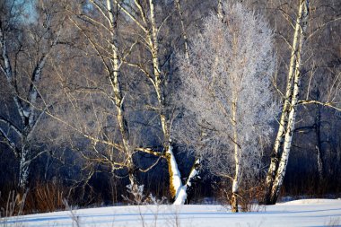  Doğa Altaya göz memnun eder.