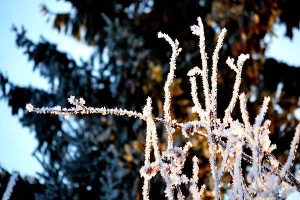 Nature Altaya plaît aux yeux — Photo