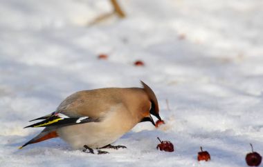  bozkırlarında kuşların