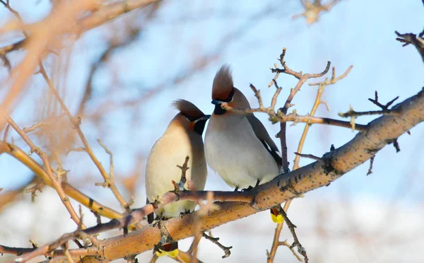 Aves das estepes — Fotografia de Stock