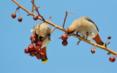  bozkırlarında kuşların