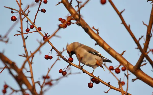 Birds of the steppes — Stock Photo, Image