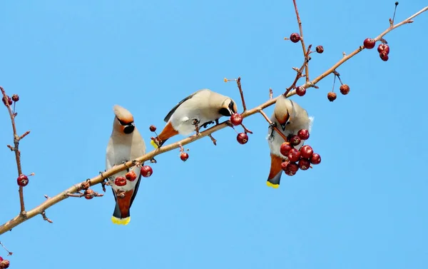 Aves das estepes — Fotografia de Stock