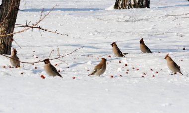  bozkırlarında kuşların