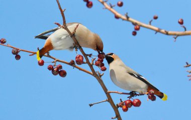  bozkırlarında kuşların
