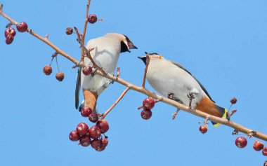  bozkırlarında kuşların