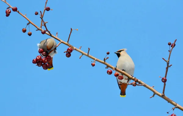 Oiseaux des steppes — Photo