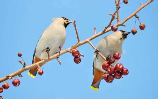 Vogels van de steppes — Stockfoto