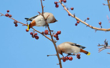  bozkırlarında kuşların