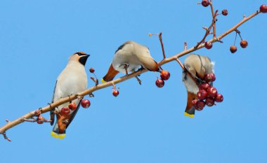  bozkırlarında kuşların