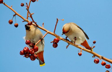  bozkırlarında kuşların