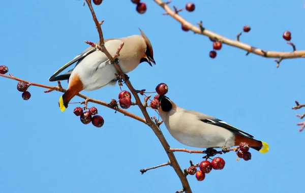 Aves de las estepas — Foto de Stock