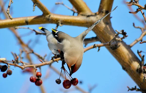 Oiseaux des steppes — Photo