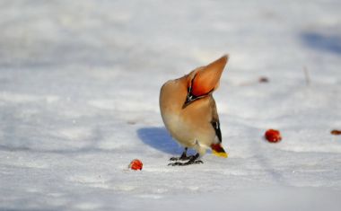  bozkırlarında kuşların