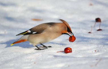  bozkırlarında kuşların