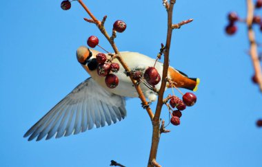  bozkırlarında kuşların
