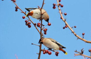  bozkırlarında kuşların
