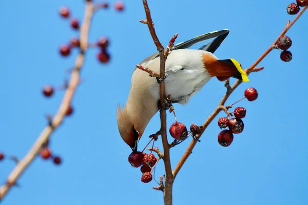 Aves de las estepas — Foto de Stock