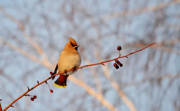 Aves de las estepas — Foto de Stock