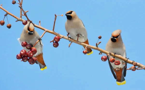 Aves de las estepas —  Fotos de Stock