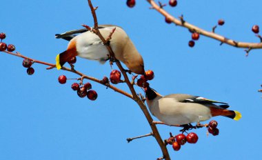  bozkırlarında kuşların