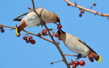 bozkırlarında kuşların