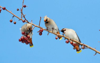  bozkırlarında kuşların