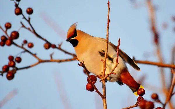 Aves de las estepas — Foto de Stock